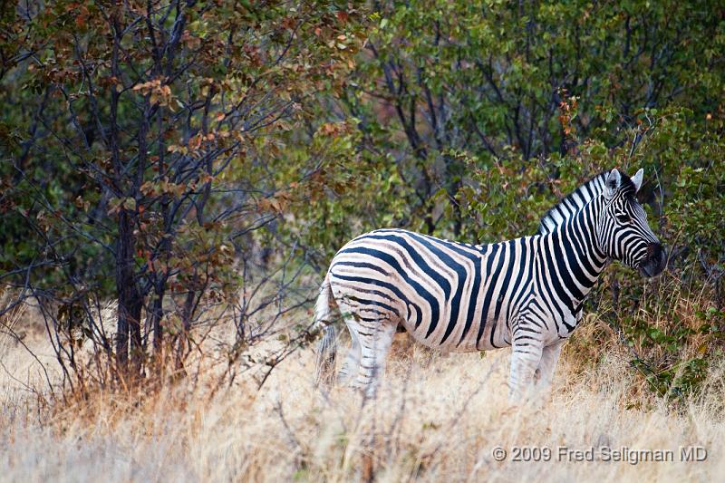 20090610_102057 D300 X1.jpg - Their background color is dark.  The stripe pattern of each zebra is unique